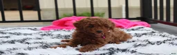 Miniature Poodle dogs for sale: Sally - Ad 4