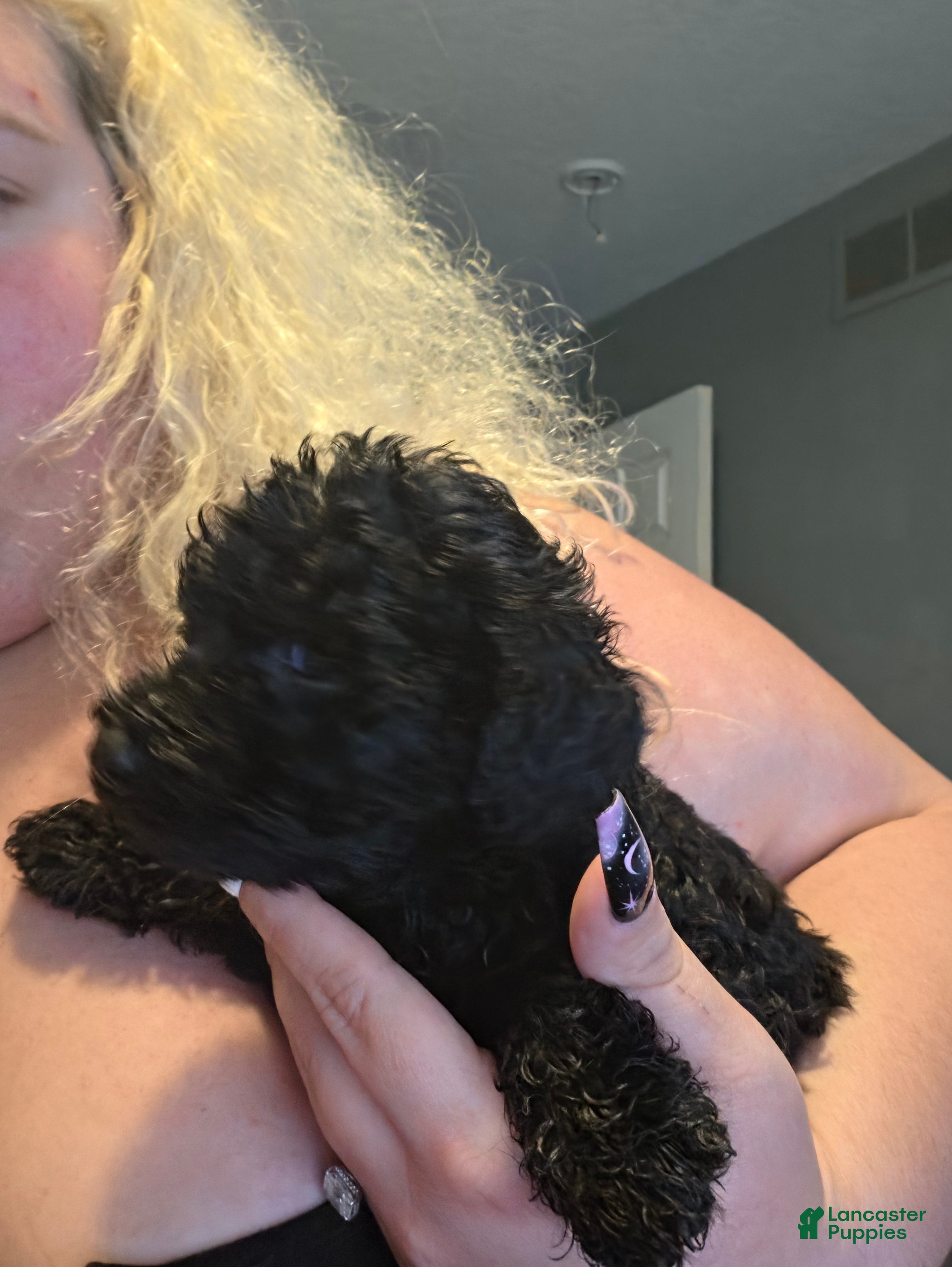 Goldendoodle dogs Goldendoodle 4 - Ad 42