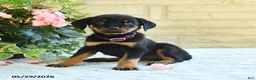 Rottweiler dogs for sale: Laurel - Ad 1