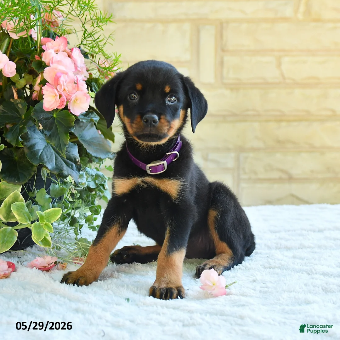 Rottweiler dogs for sale: Laurel - Ad 1