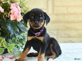 Rottweiler dogs for sale: Laurel - Ad 1