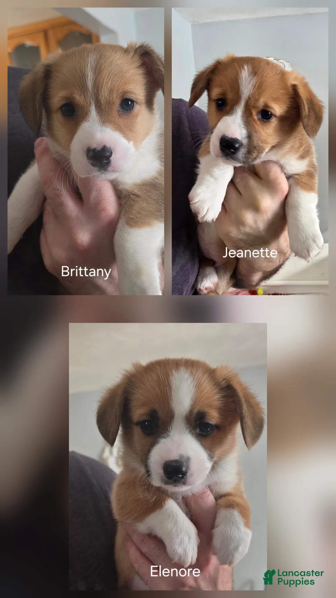 Welsh Corgi Pembroke dogs for sale: Welsh Corgi Pembroke Puppy 1 - Ad 4