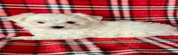 Maltese dogs for sale: Bandit - Ad 5