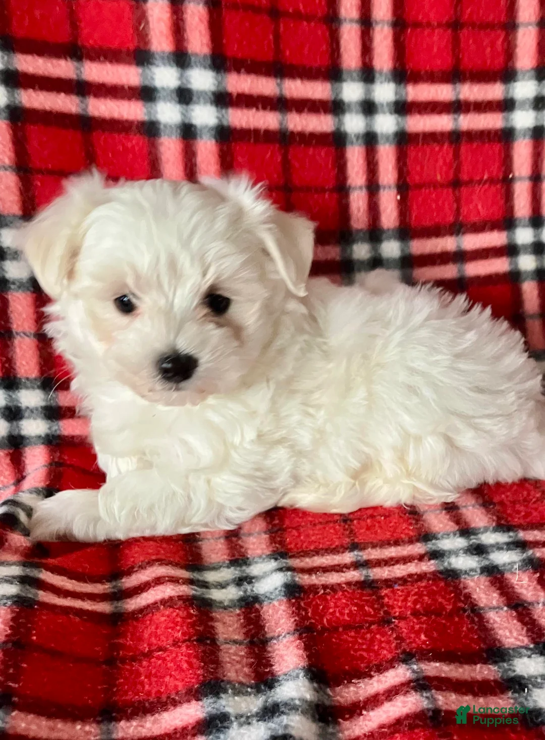 Maltese dogs for sale: Bandit - Ad 5