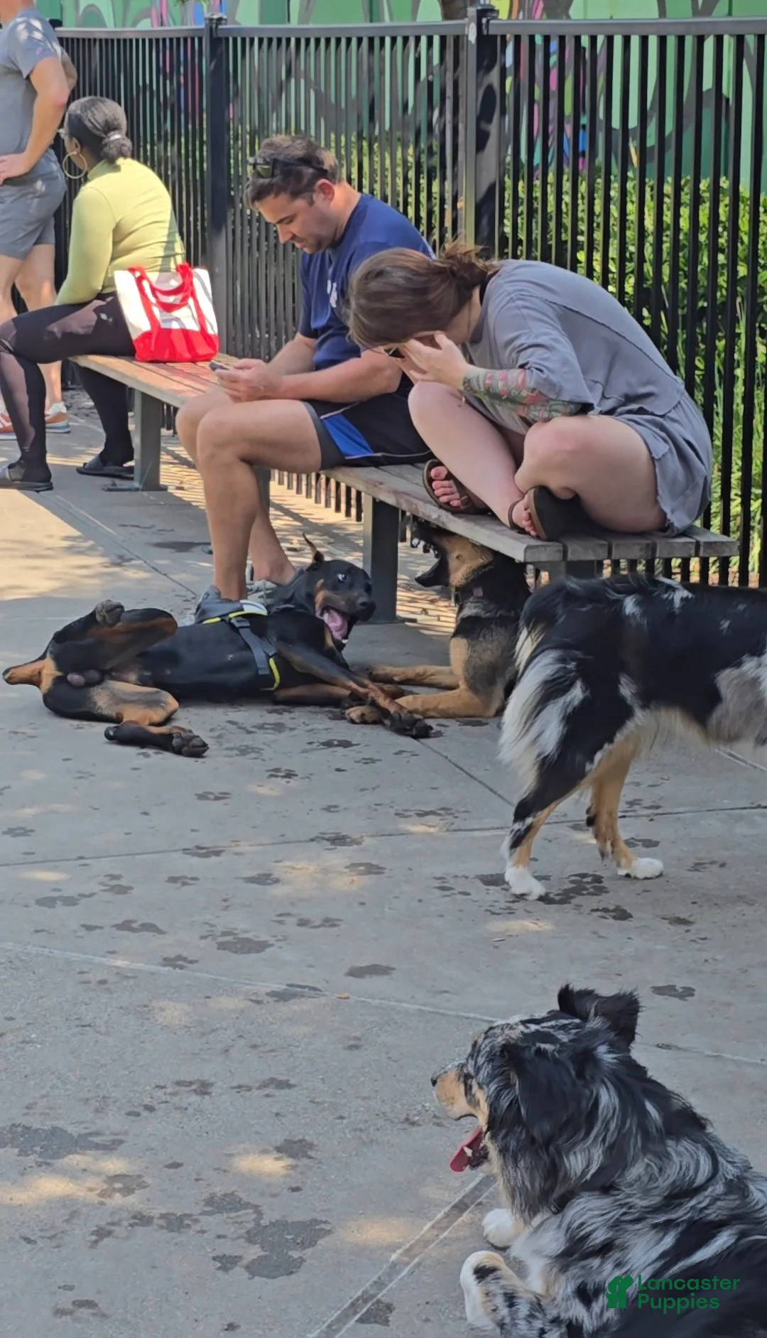 Doberman Pinscher dogs for sale: Prince Charming - Ad 9