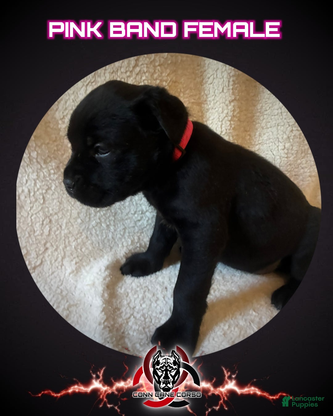 Cane Corso dogs Cane Corso Puppy 6 - Ad 40