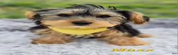 Yorkshire Terrier dogs for sale: Maxx - Ad 1