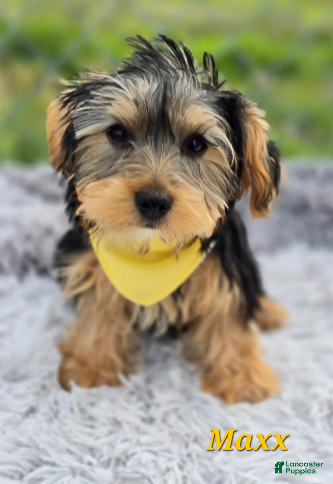 Yorkshire Terrier dogs for sale: Maxx - Ad 1