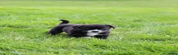 Mixed Breed dogs for sale: Little Guy - Ad 3
