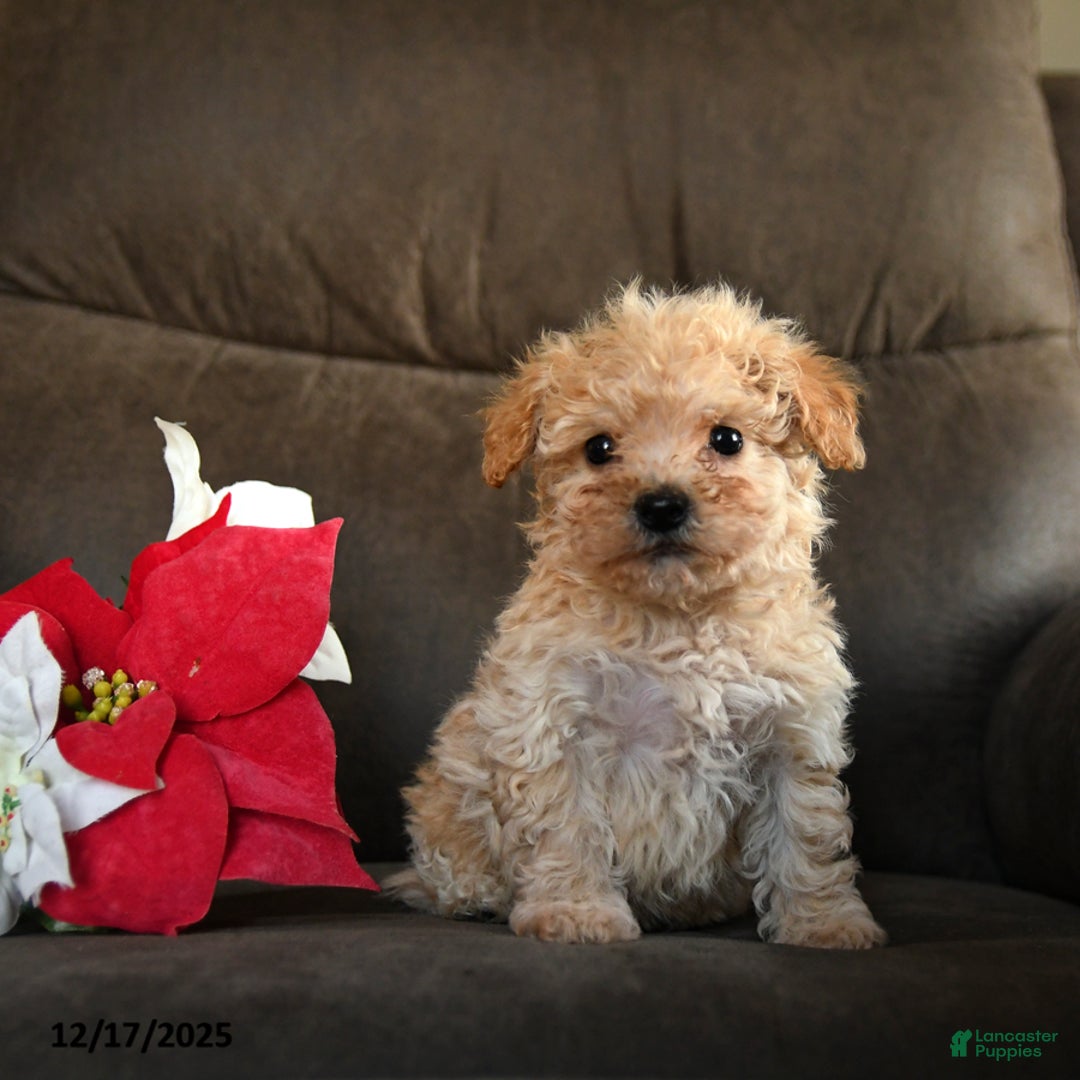 Teddy Bear dogs for sale: Snickers - Ad 5