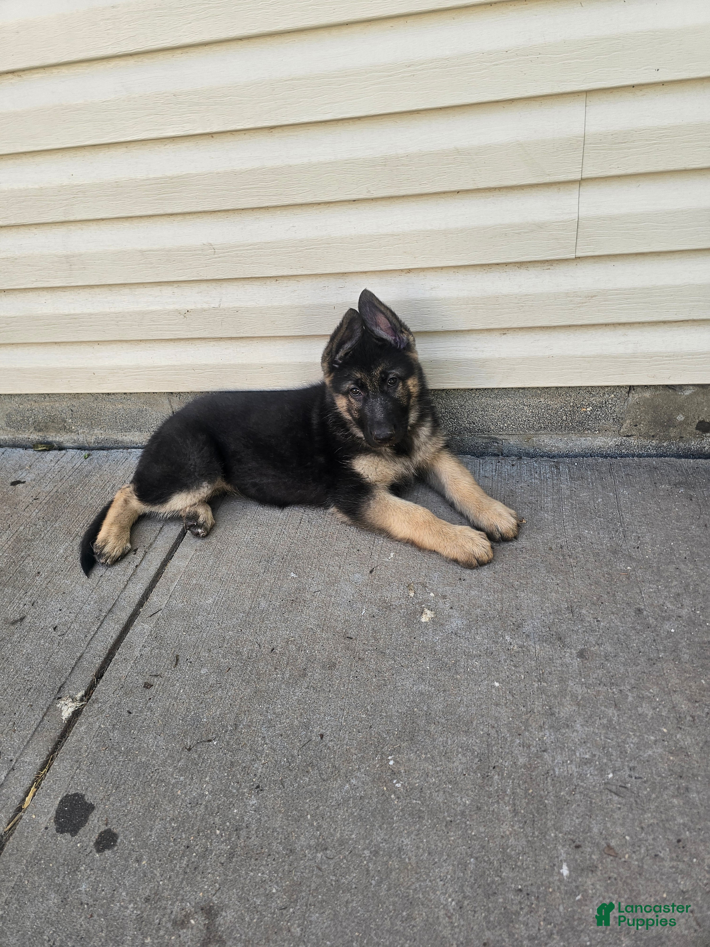German Shepherd dogs German Shepherd 3 - Ad 13