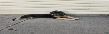 German Shepherd 3