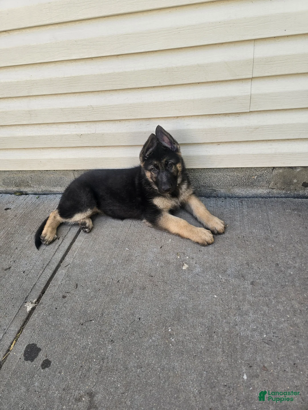German Shepherd dogs for sale: German Shepherd 3 - Ad 1