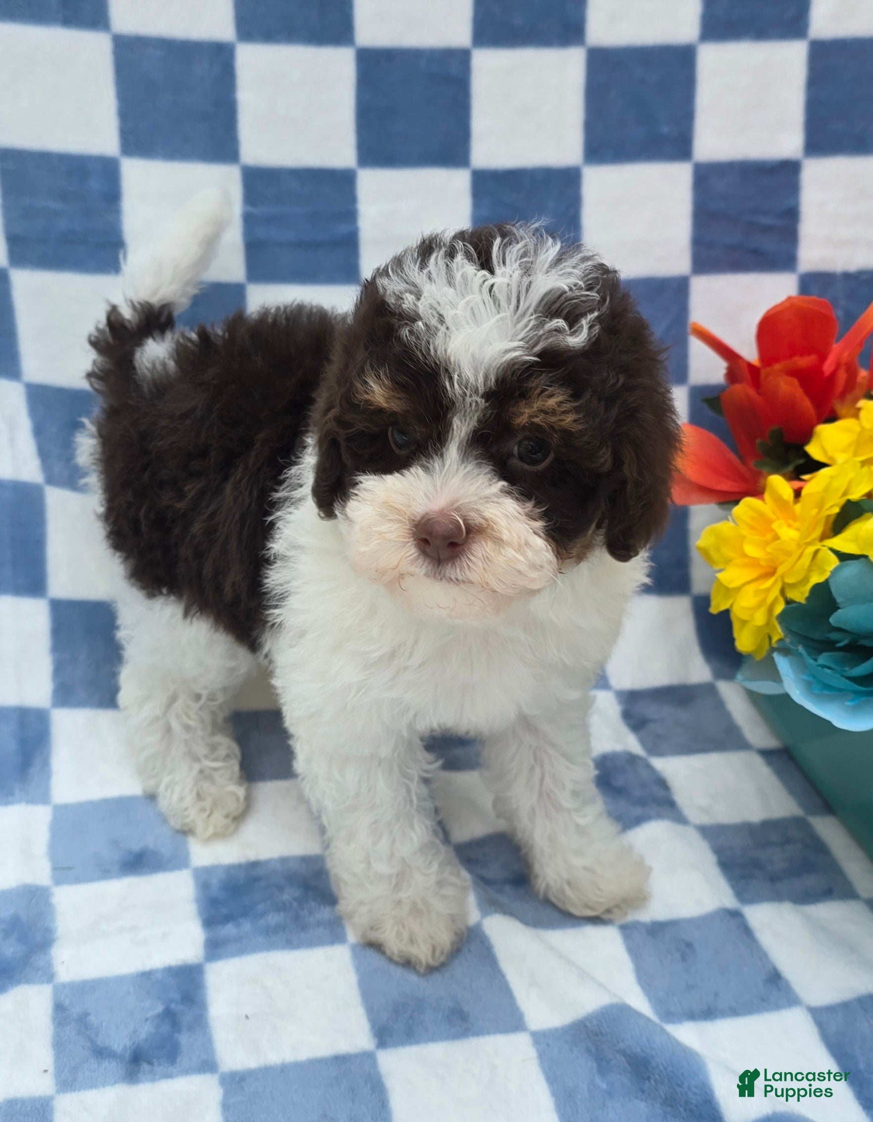Yorkiepoo dogs Klarity  - Ad 20