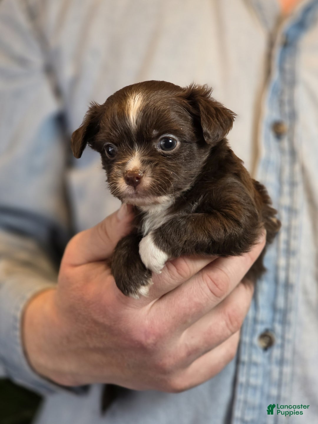 Chihuahua dogs for sale: Teddy - Ad 12