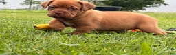 Dogue De Bordeaux dogs for sale: Becky - Ad 5