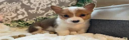 Welsh Corgi Pembroke dogs for sale: Sawyer  - Ad 2
