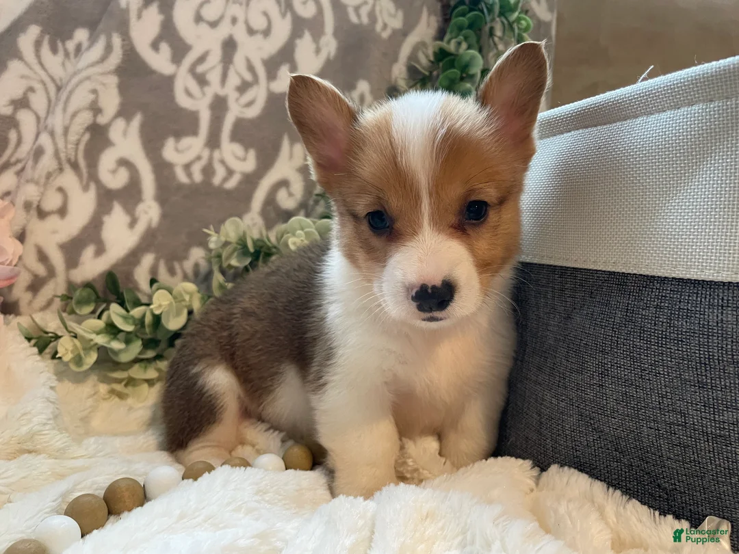 Welsh Corgi Pembroke dogs for sale: Sawyer  - Ad 2