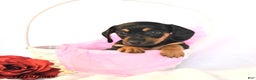 Miniature Dachshund dogs for sale: Duchess - Ad 4