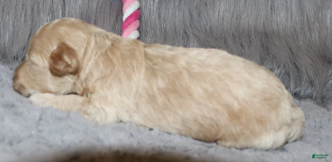 Havapoo dogs for sale: Apple Toy Size👨‍👨‍👦‍👦💞🐕 - Ad 25