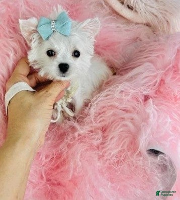 Maltese dogs Maltese Puppy 1 - Ad 2