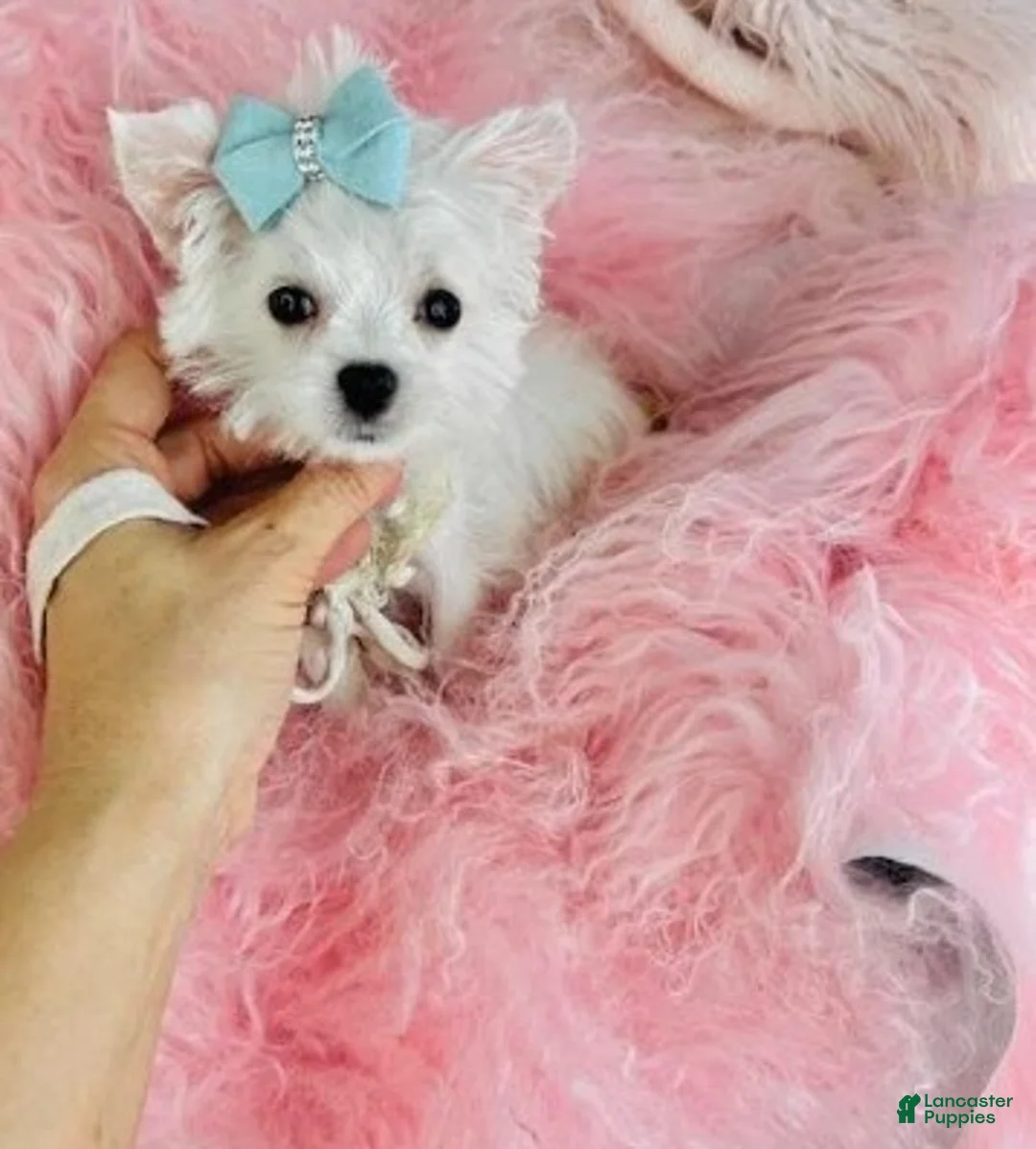 Maltese dogs for sale: Maltese Puppy 1 - Ad 2