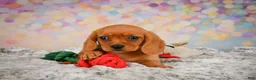 Beaglier dogs for sale: Brianna - Ad 9