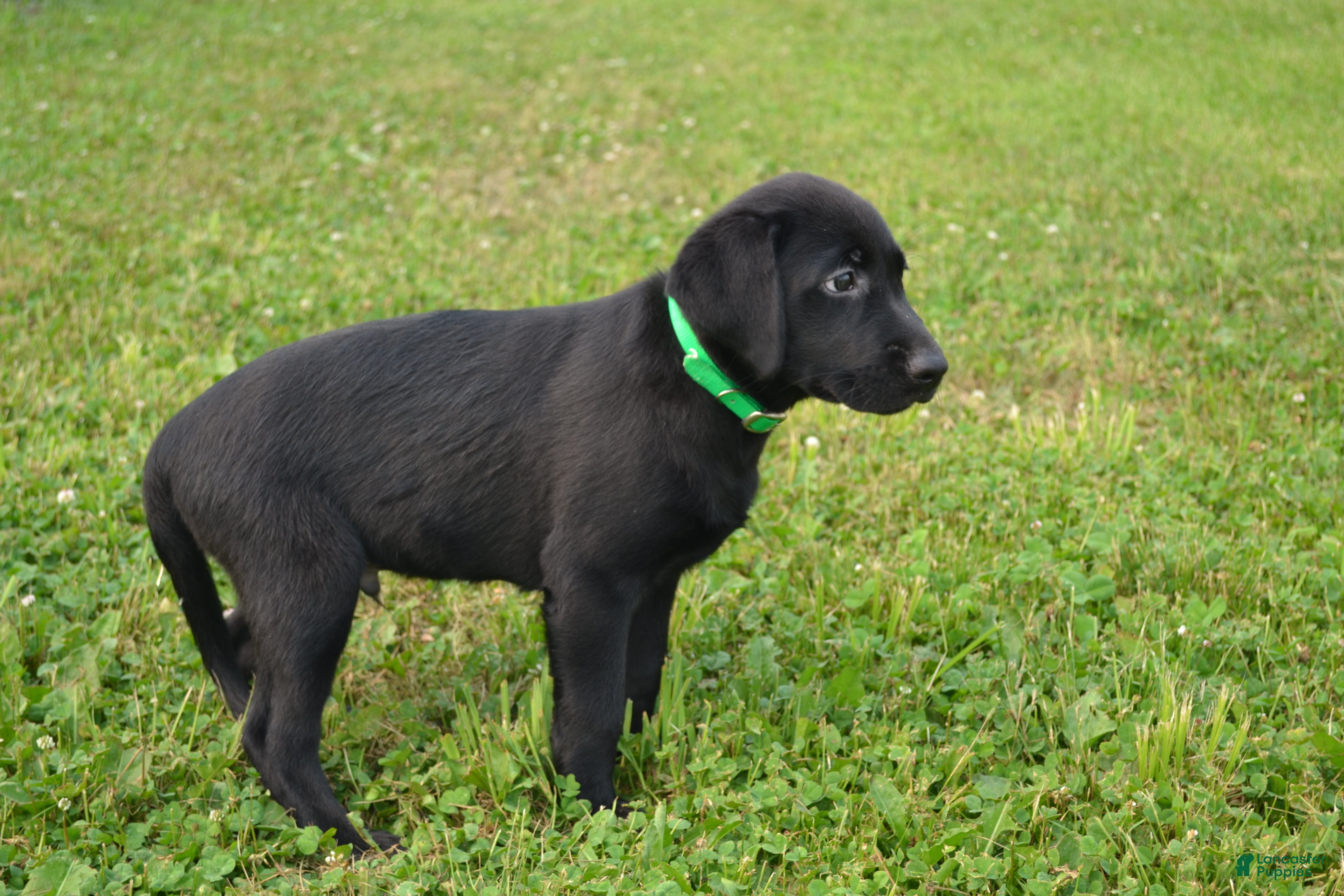 Labrador Retriever dogs Alex - Ad 42