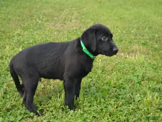 Labrador Retriever dogs Alex - Ad 32