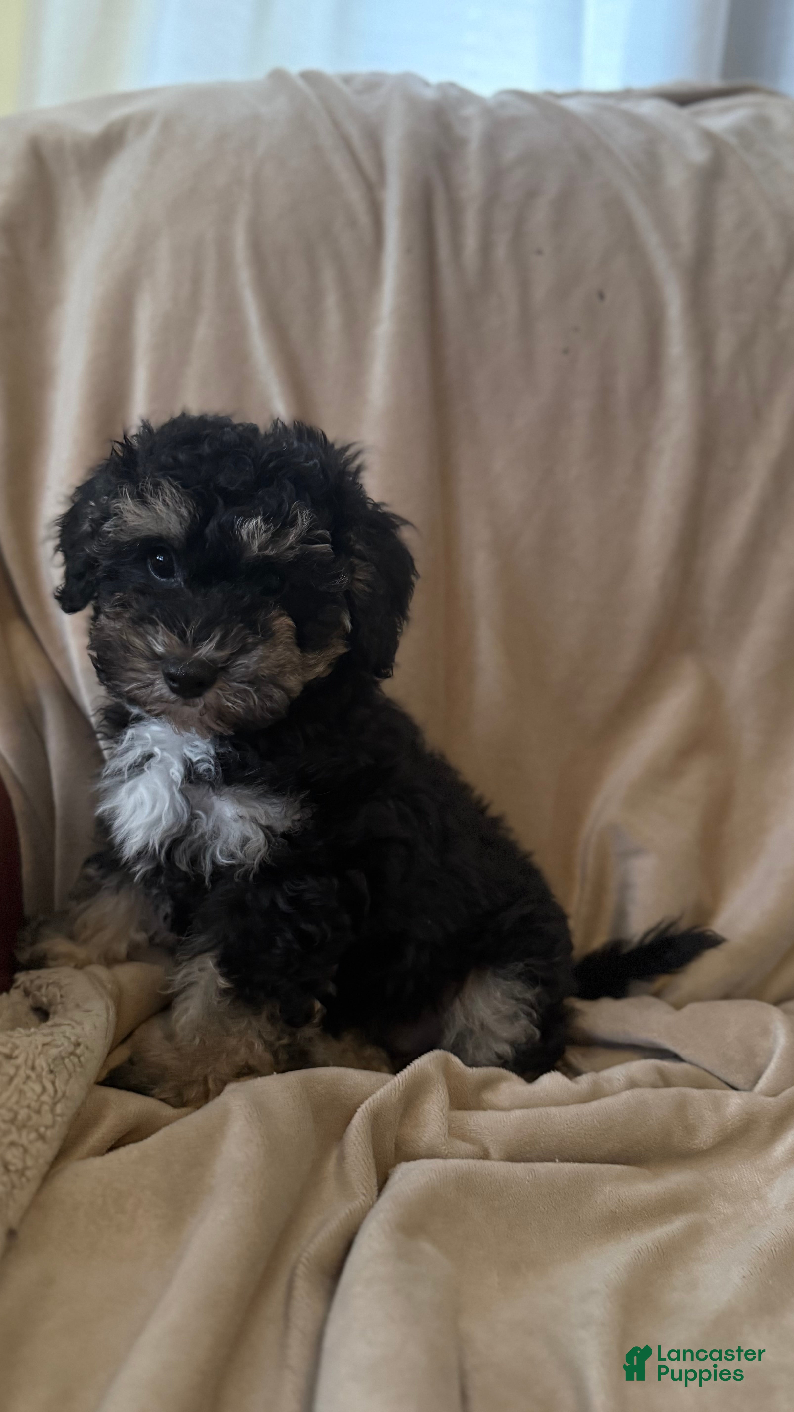 Mini Bernedoodle dogs Mini Bernedoodle 1 - Ad 6