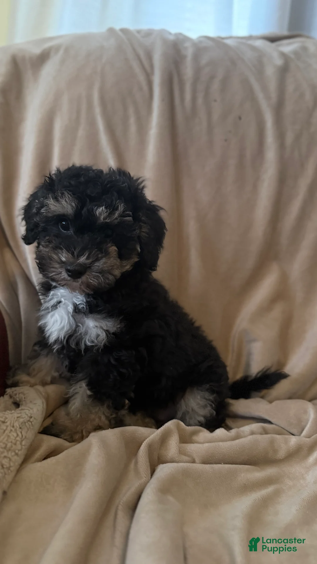 Mini Bernedoodle dogs for sale: Mini Bernedoodle 1 - Ad 1