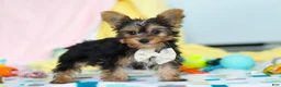 Yorkshire Terrier dogs for sale: Ollie - Ad 3