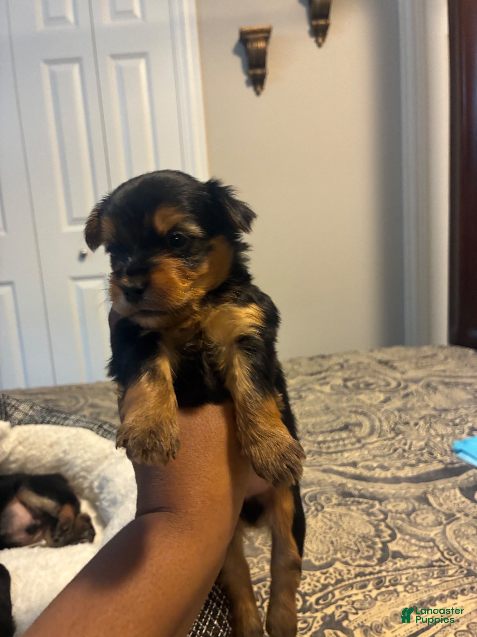Yorkiepoo dogs Yorkiepoo 2 - Ad 39