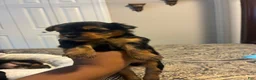Yorkiepoo dogs for sale: Yorkiepoo 2 - Ad 1