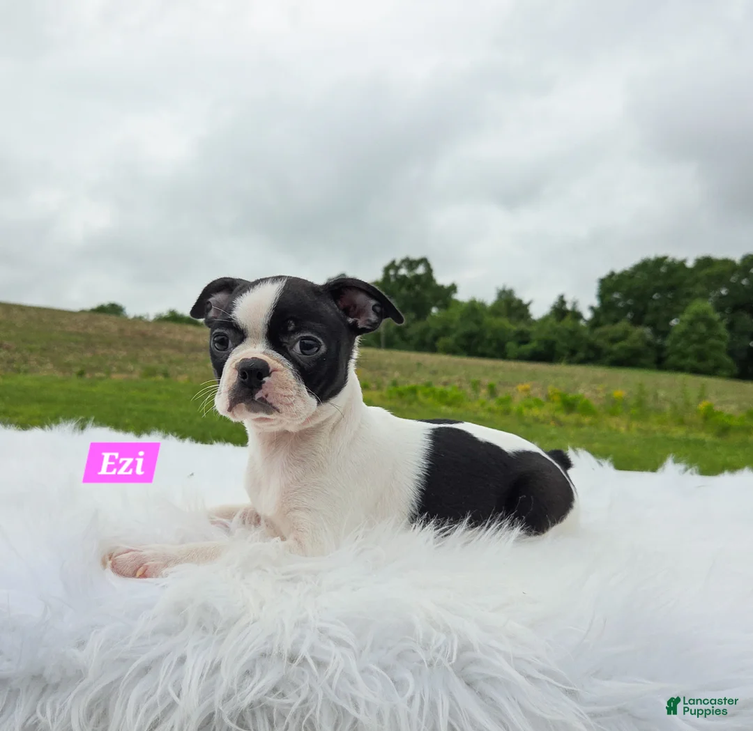 Boston Terrier dogs for sale: Ezi - Ad 7