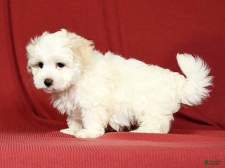 Maltipoo dogs - Ad 5