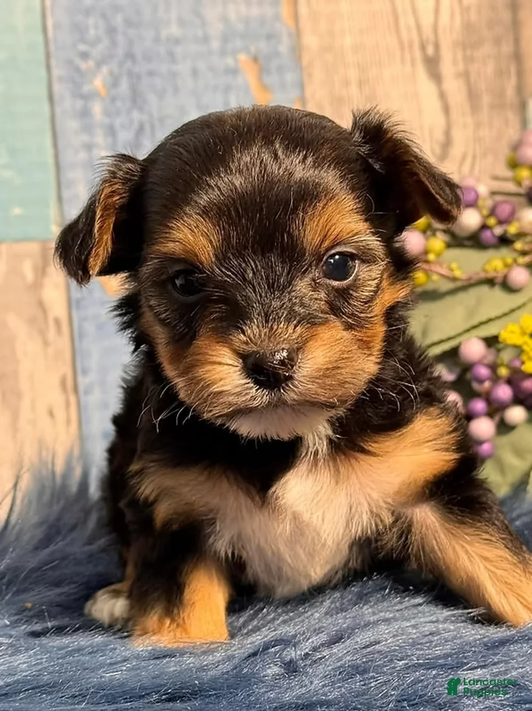 Yorkiepoo dogs for sale: Yorkiepoo Puppy 1 - Ad 2