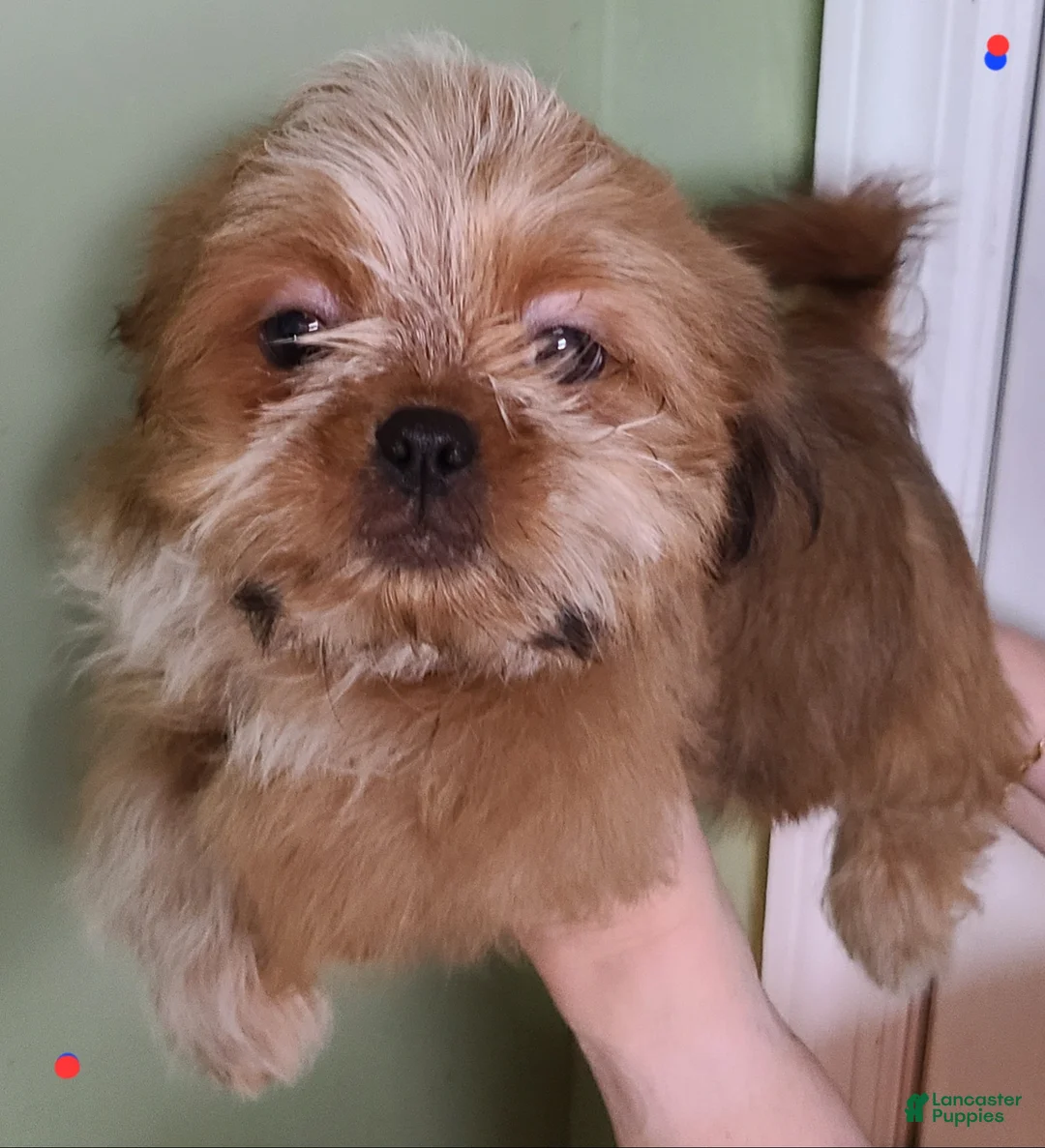 Shih Tzu dogs for sale: Shih Tzu Puppy (Last Male Left) - Ad 1