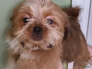 Shih Tzu dogs Shih Tzu Puppy (Last Male Left) - Ad 1