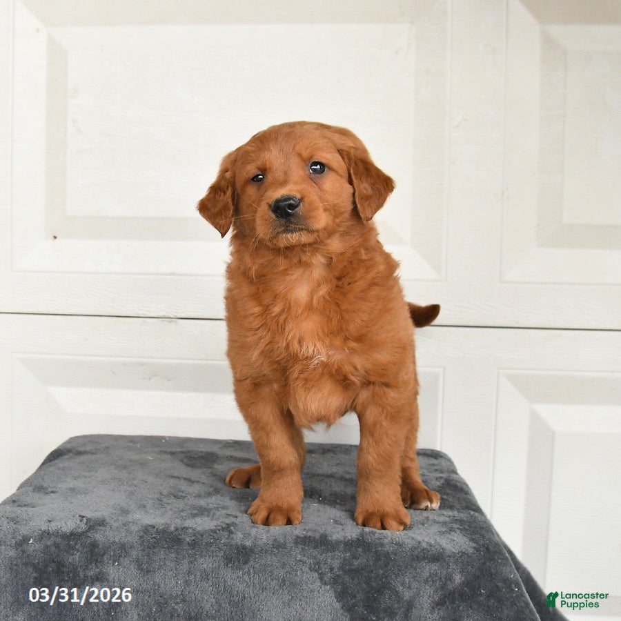 Mini Goldendoodle dogs Maple   - Ad 2