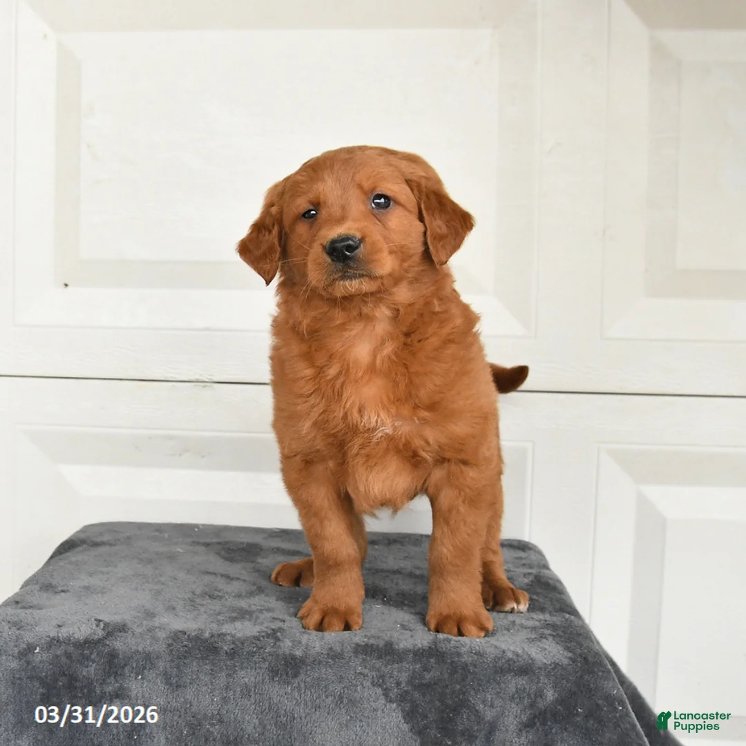 Mini Goldendoodle dogs for sale: Maple   - Ad 2