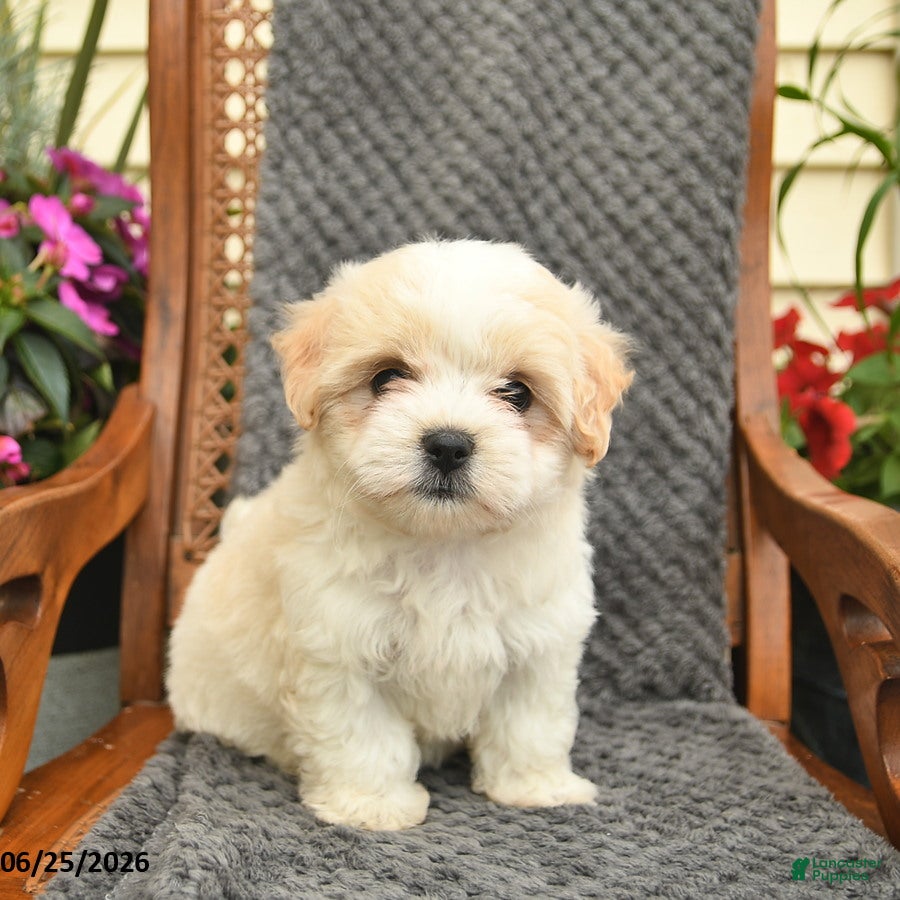 Maltipoo dogs Mindy  - Ad 1