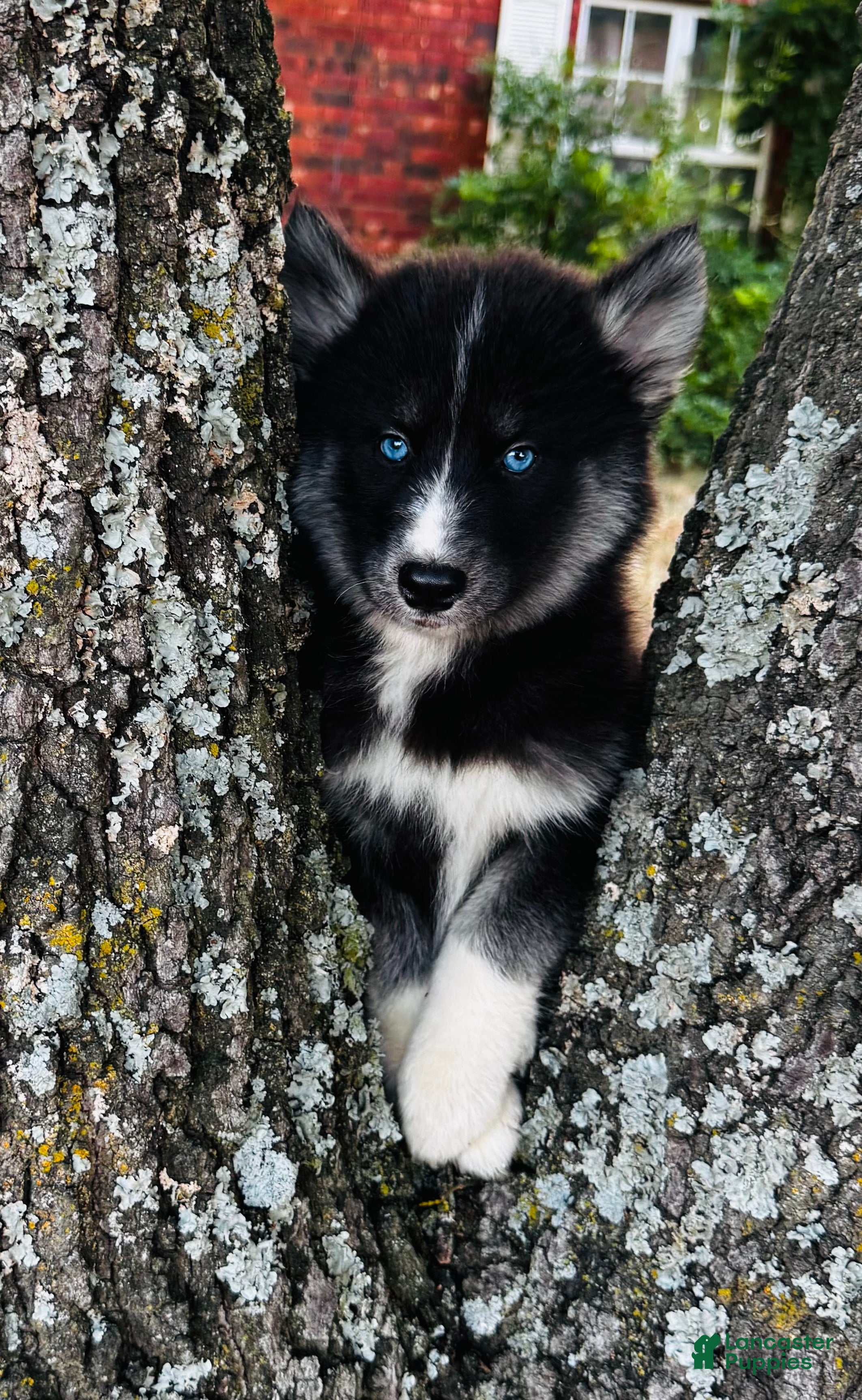 Siberian Husky dogs Rex - Ad 1