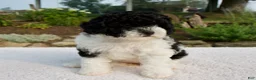 Cavapoo dogs for sale: Basil - Ad 5