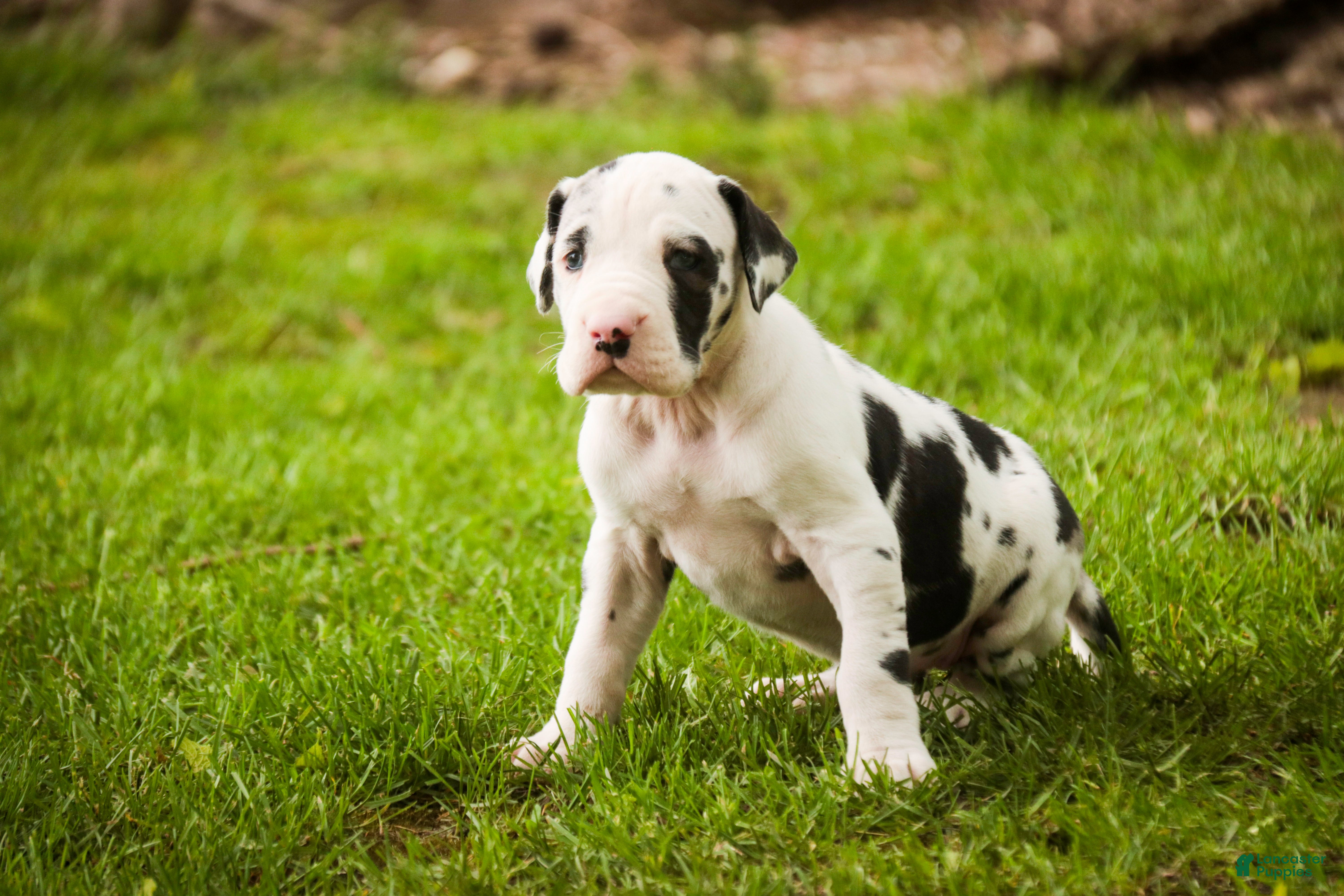 Great Dane dogs Joy - Ad 2