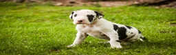 Great Dane dogs for sale: Joy - Ad 2