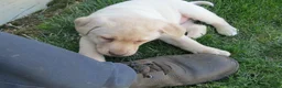 Labrador Retriever dogs for sale: Labrador Retriever Puppy 5 - Ad 4
