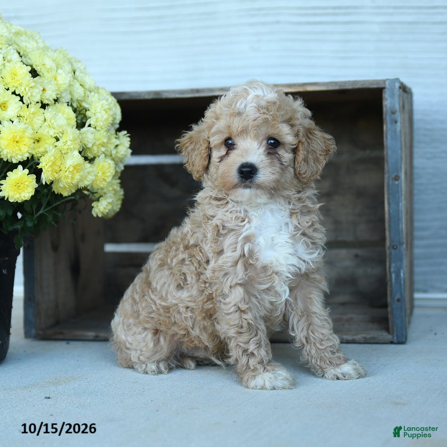 Shihpoo dogs Arthur - Ad 1