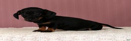 Miniature Dachshund dogs for sale: Kati - Ad 2