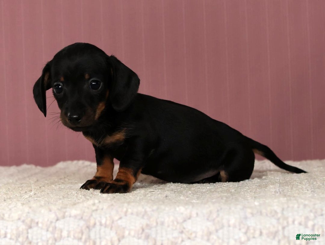 Miniature Dachshund dogs for sale: Kati - Ad 2